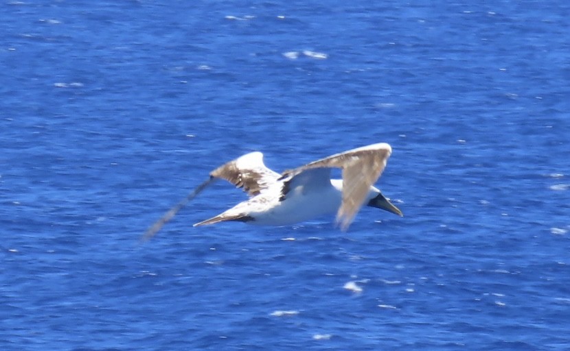 Masked Booby - ML620575561