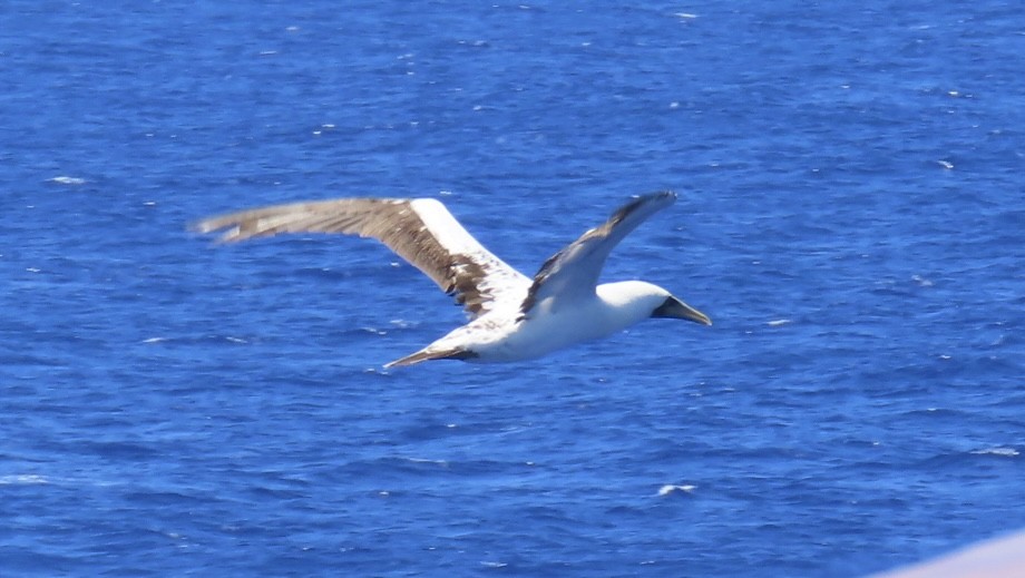 Masked Booby - ML620575562