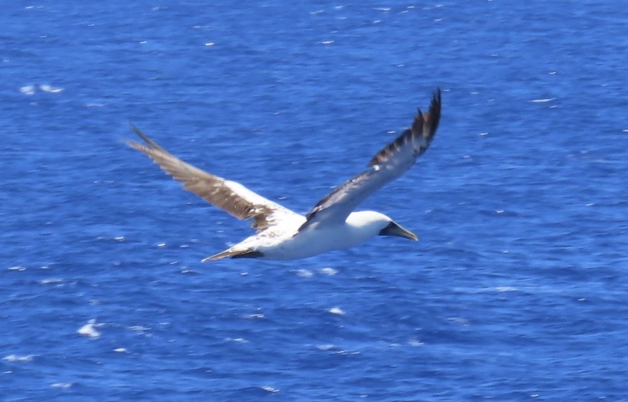 Masked Booby - ML620575563