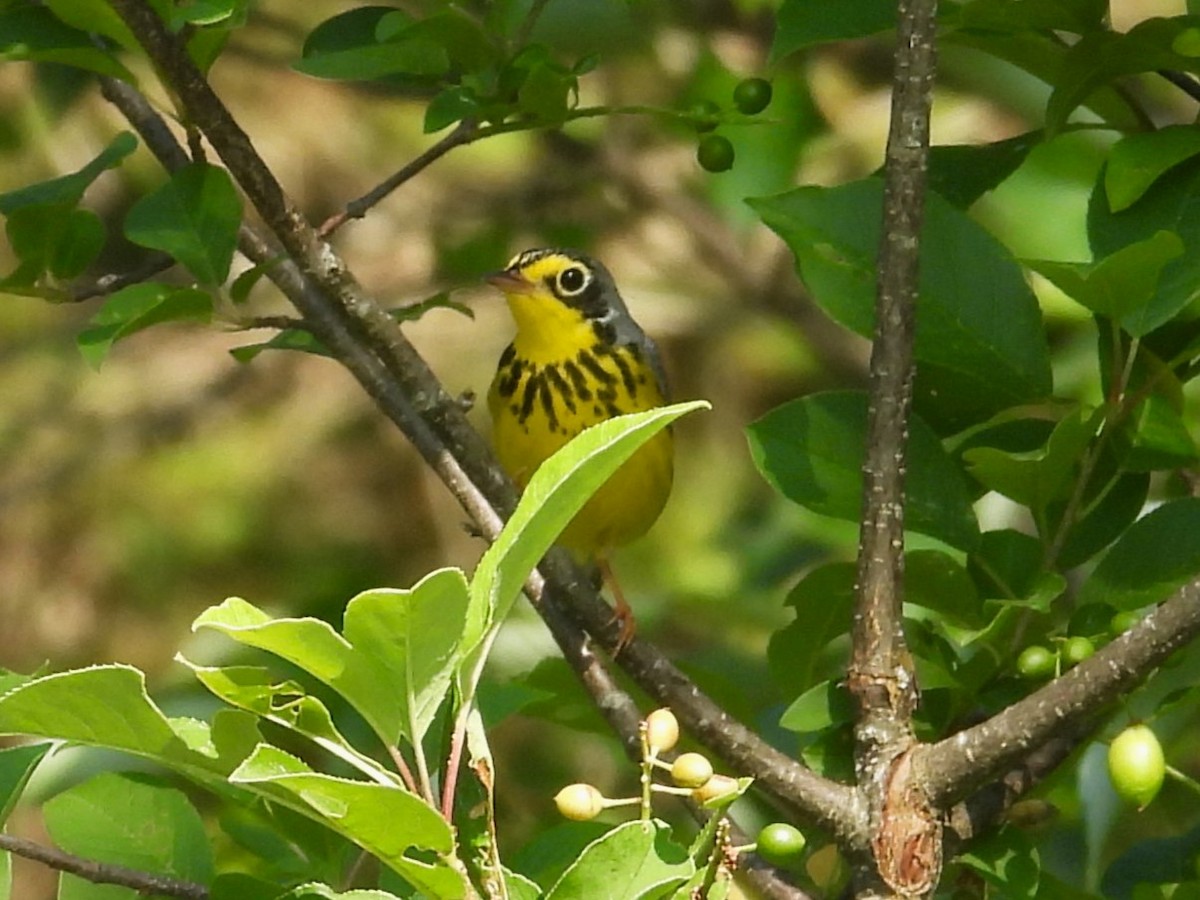 Canada Warbler - ML620575565