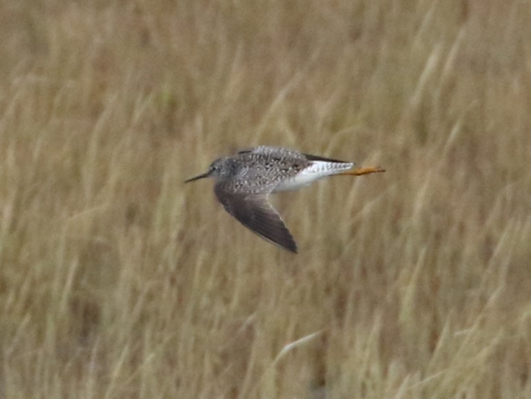 Lesser Yellowlegs - Steve Calver