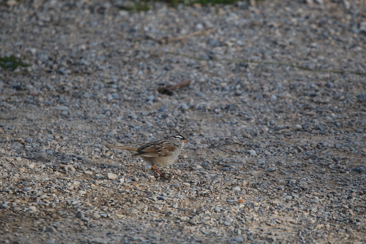 White-crowned Sparrow - ML620575567