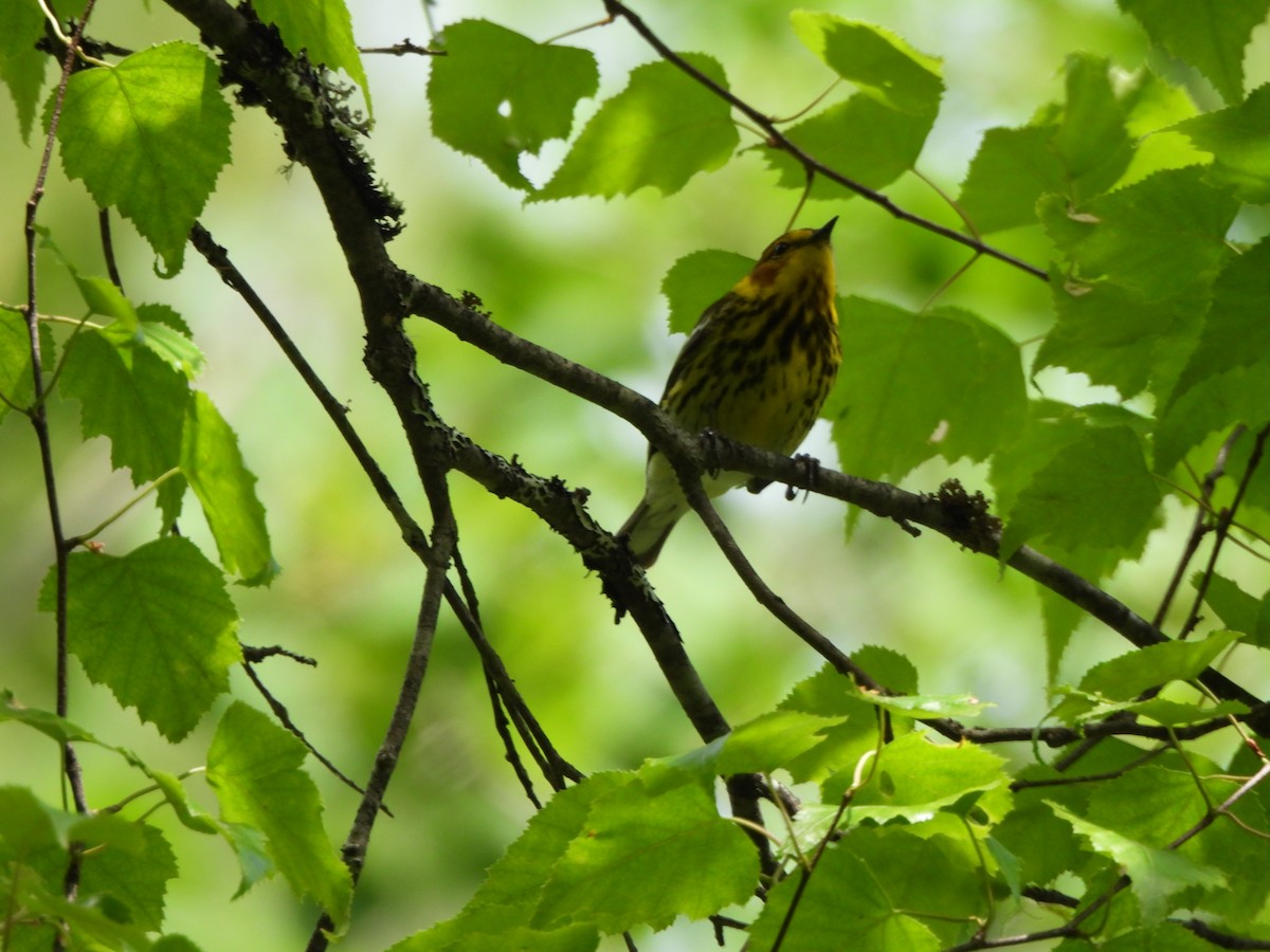 Cape May Warbler - ML620575569
