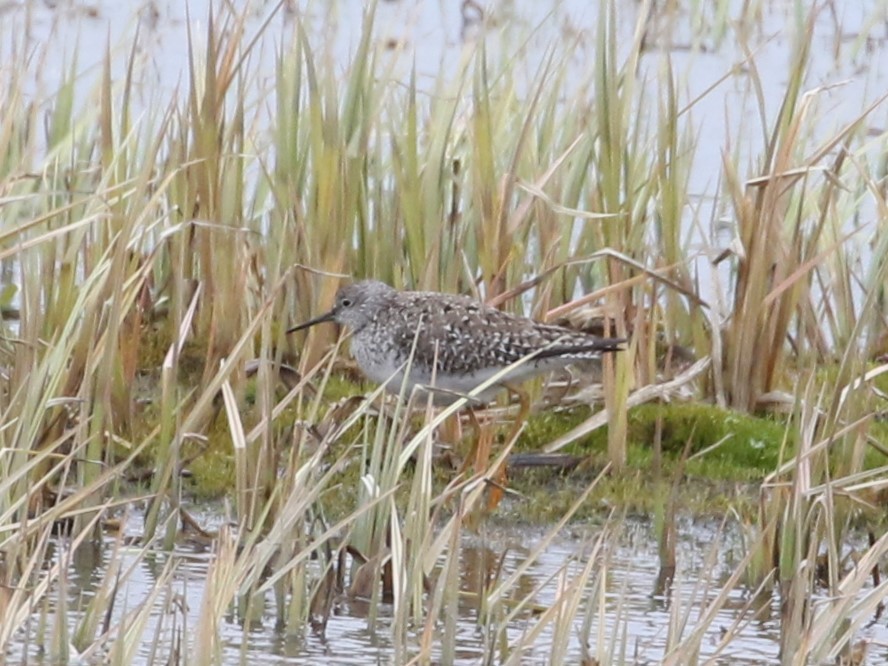 Lesser Yellowlegs - ML620575570