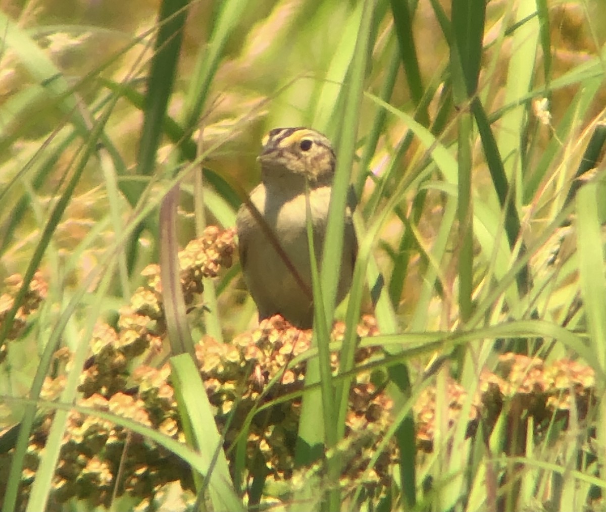 Grasshopper Sparrow - ML620575573