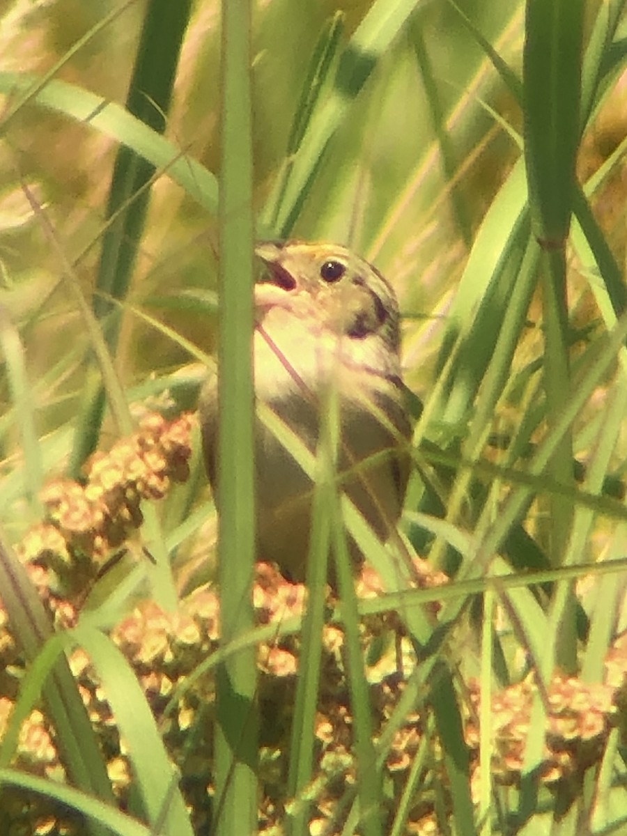 Grasshopper Sparrow - ML620575574