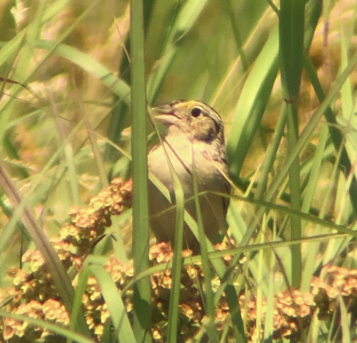 Grasshopper Sparrow - ML620575575