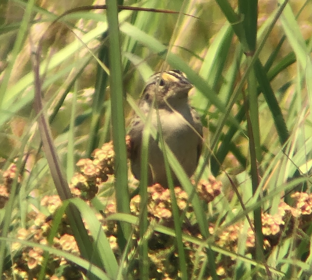 Grasshopper Sparrow - ML620575576