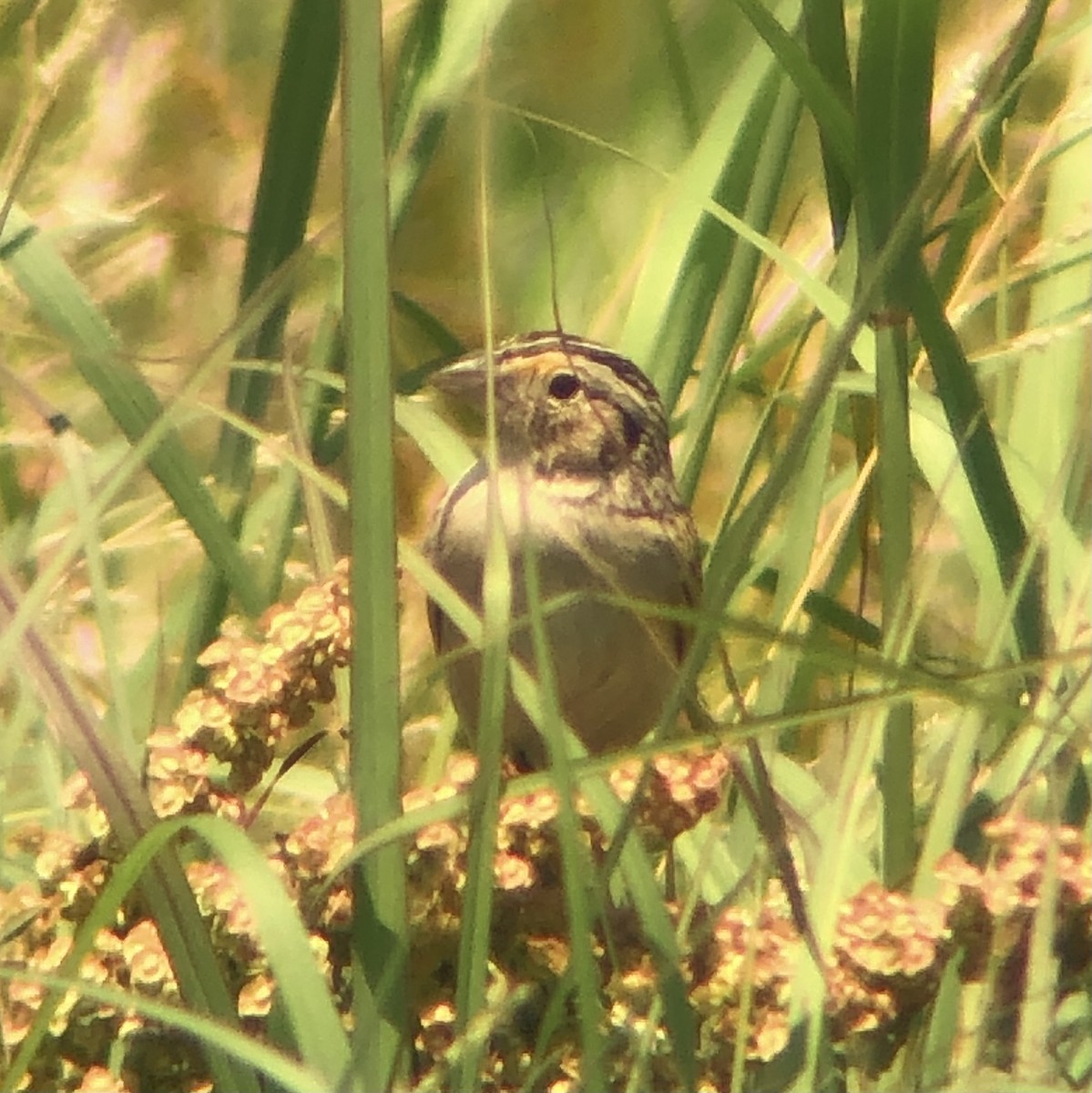 Grasshopper Sparrow - ML620575577