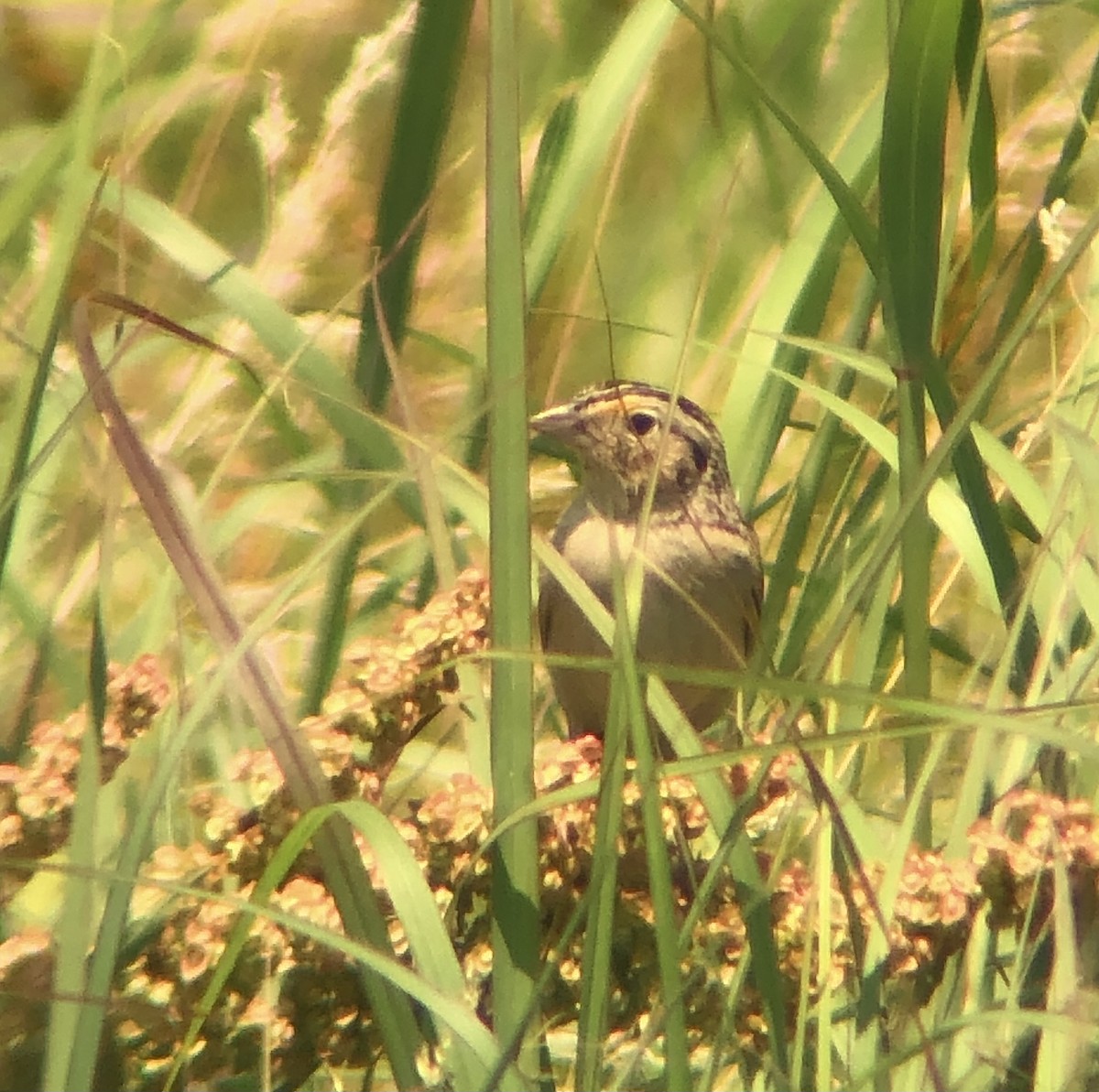 Grasshopper Sparrow - ML620575578