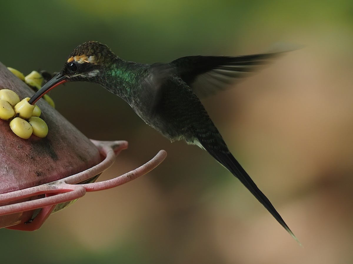 White-whiskered Hermit - ML620575586