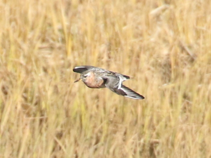 Red Phalarope - Steve Calver