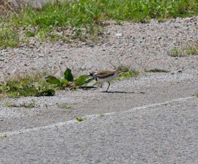 Killdeer - ML620575588