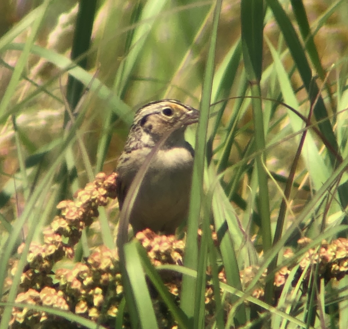 Grasshopper Sparrow - ML620575589