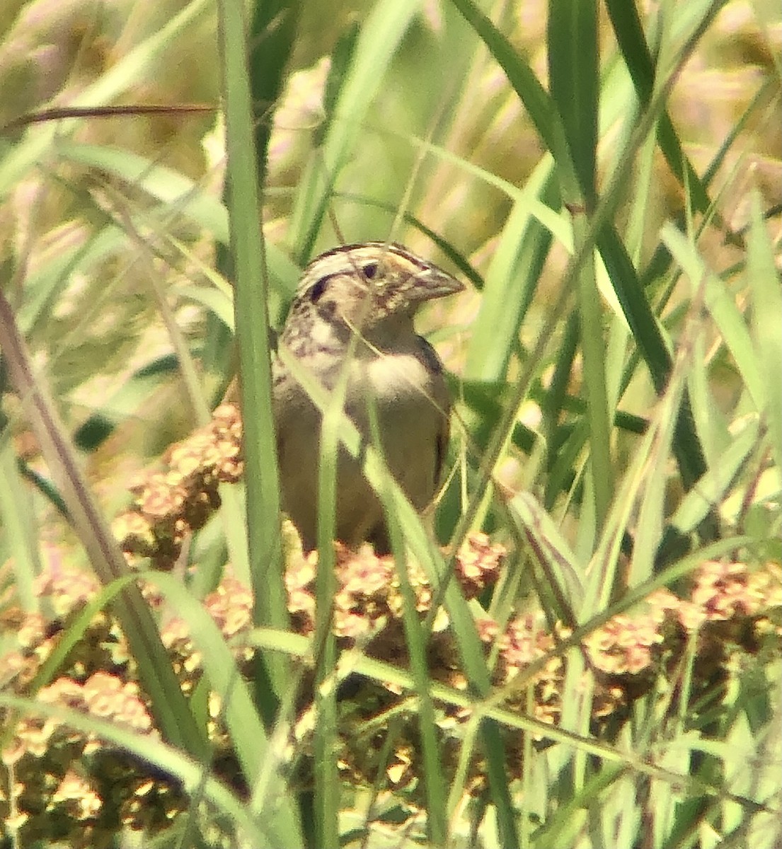 Grasshopper Sparrow - ML620575590