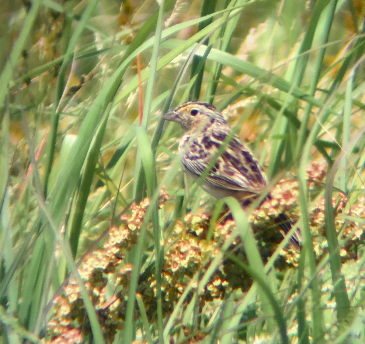 Grasshopper Sparrow - ML620575594