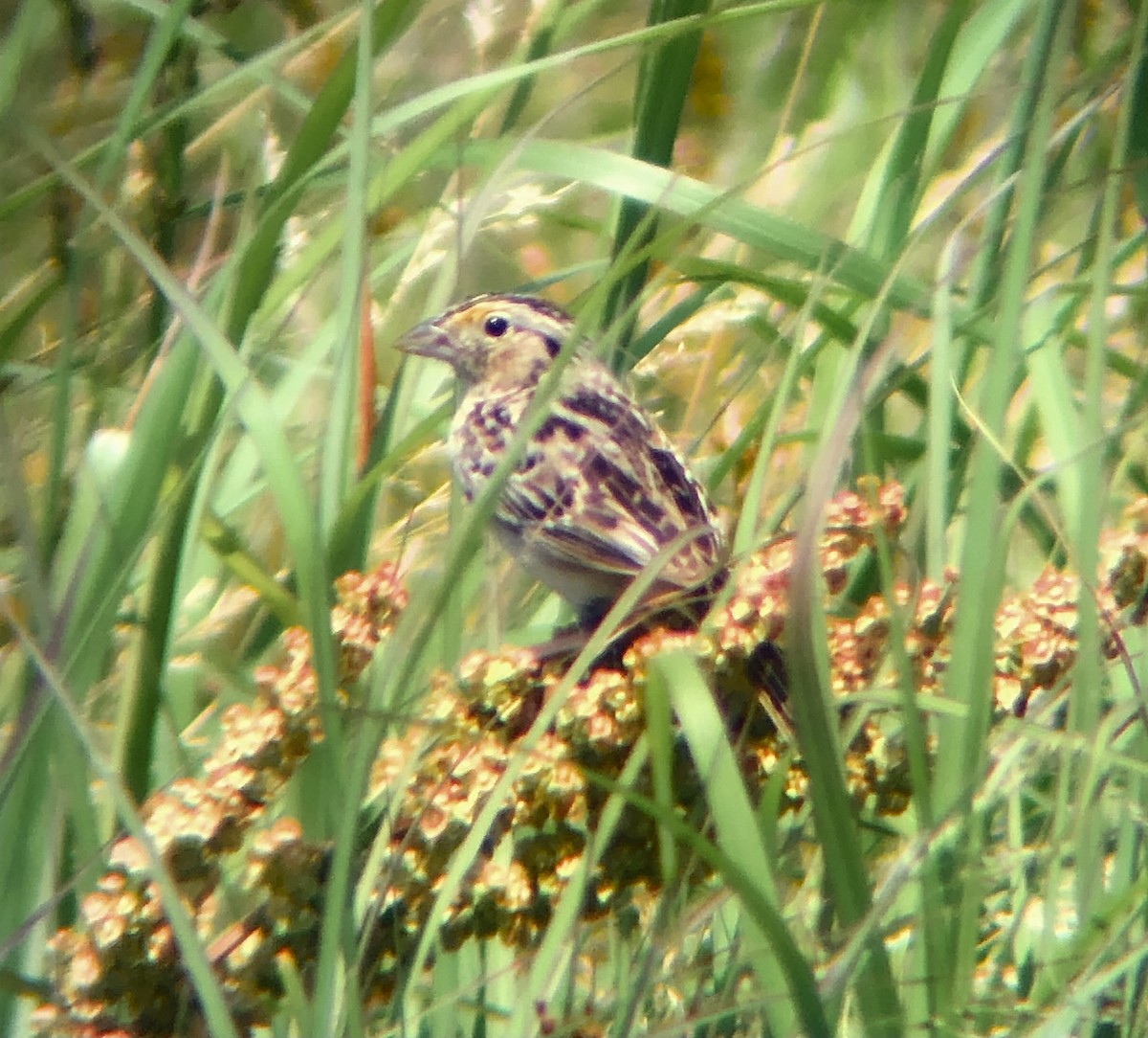 Grasshopper Sparrow - ML620575595