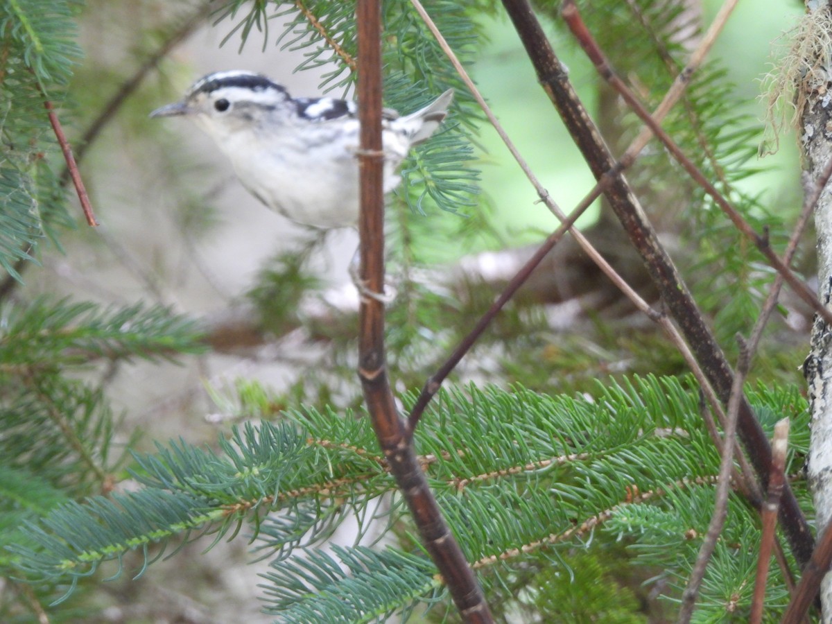 Black-and-white Warbler - ML620575598