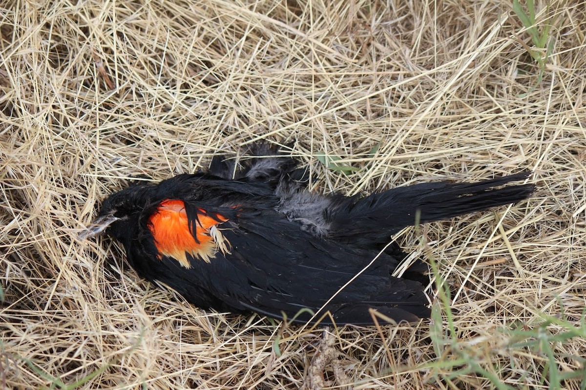 Red-winged Blackbird - ML620575601