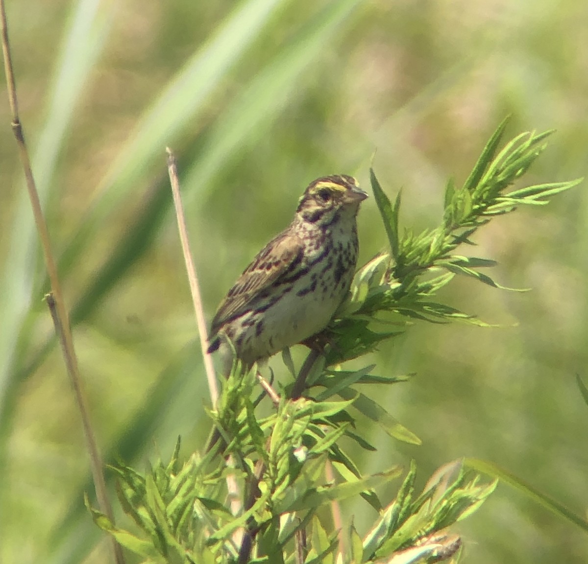 Savannah Sparrow (Savannah) - ML620575603