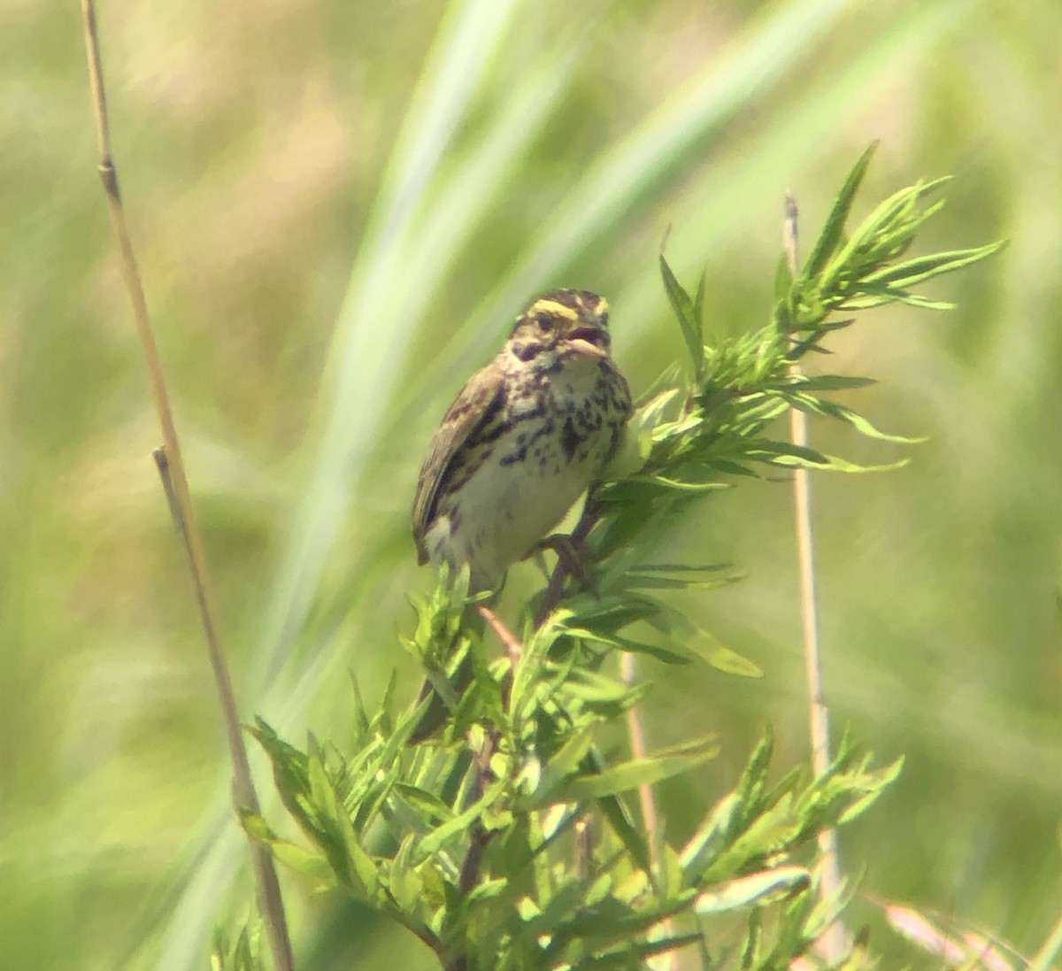 Savannah Sparrow (Savannah) - ML620575623