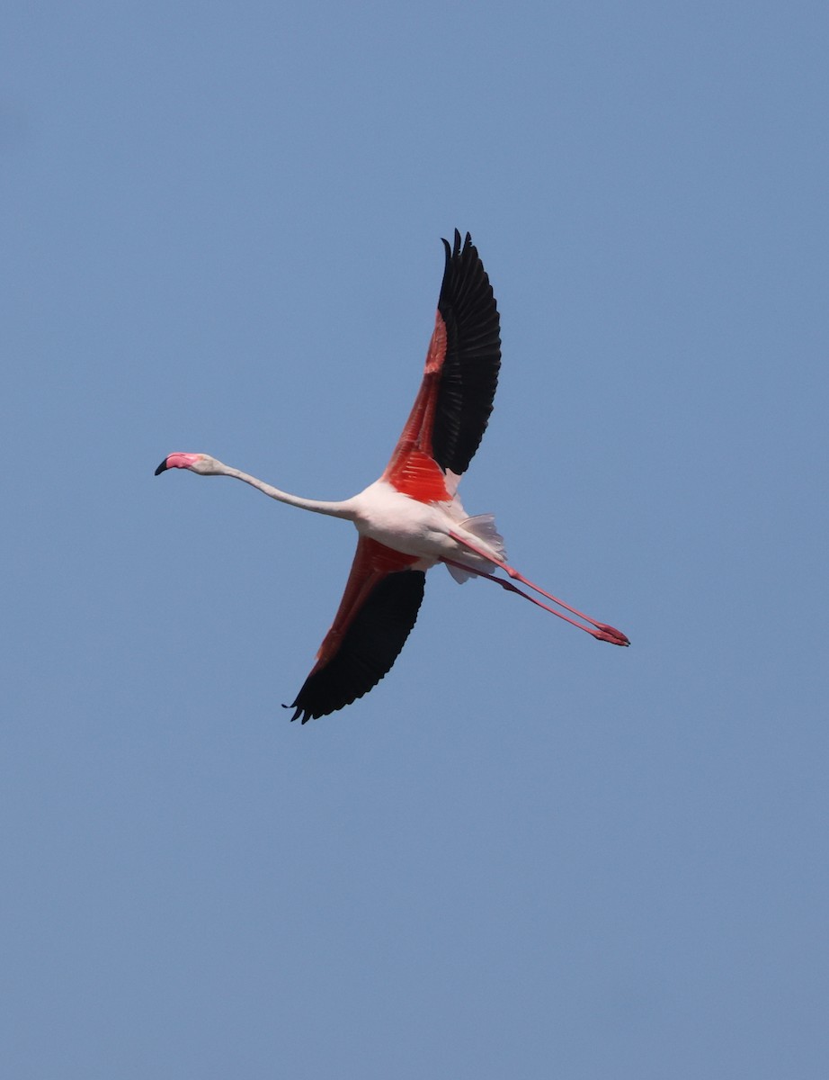Greater Flamingo - ML620575633