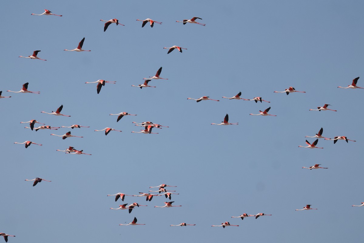 Greater Flamingo - ML620575635