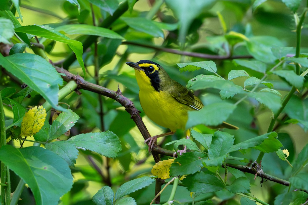 Kentucky Warbler - ML620575636