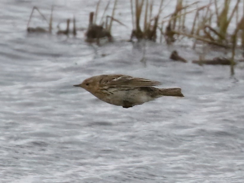 Red-throated Pipit - ML620575644