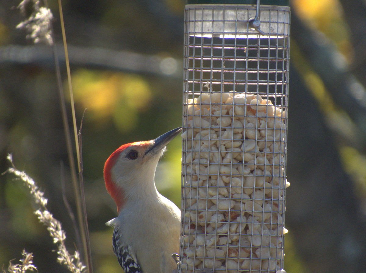 Red-bellied Woodpecker - ML620575649