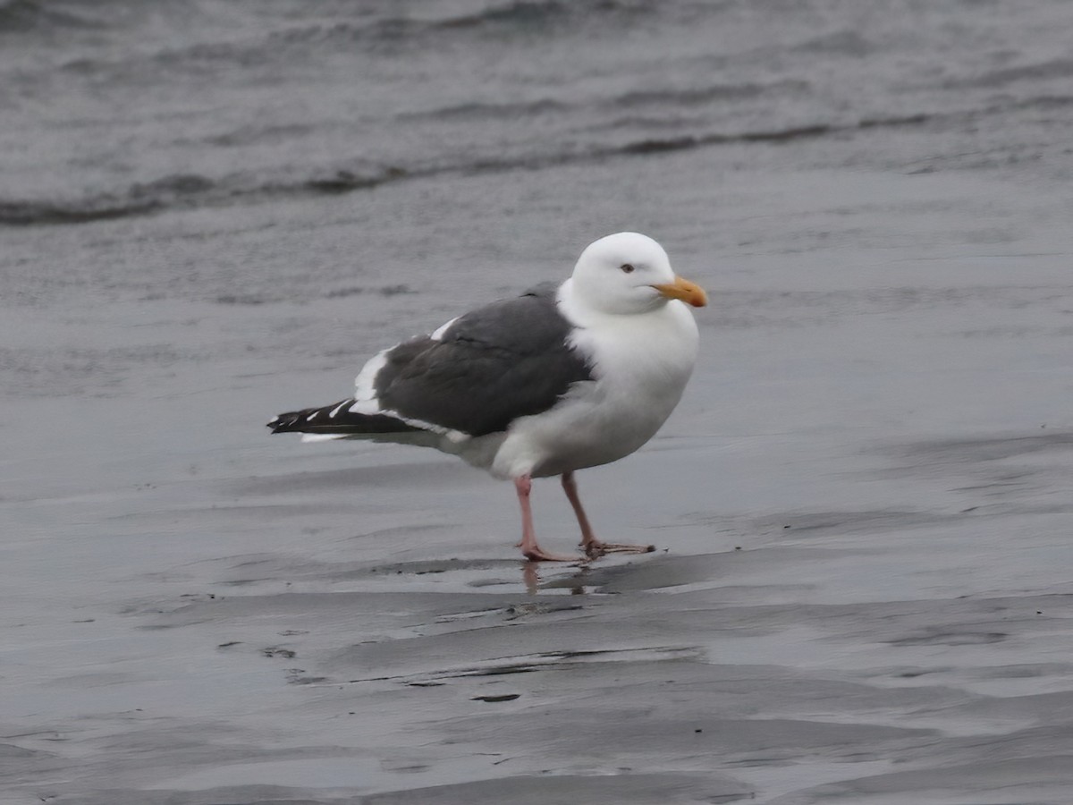 Slaty-backed Gull - ML620575651