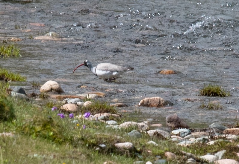 Bec-d'ibis tibétain - ML620575656