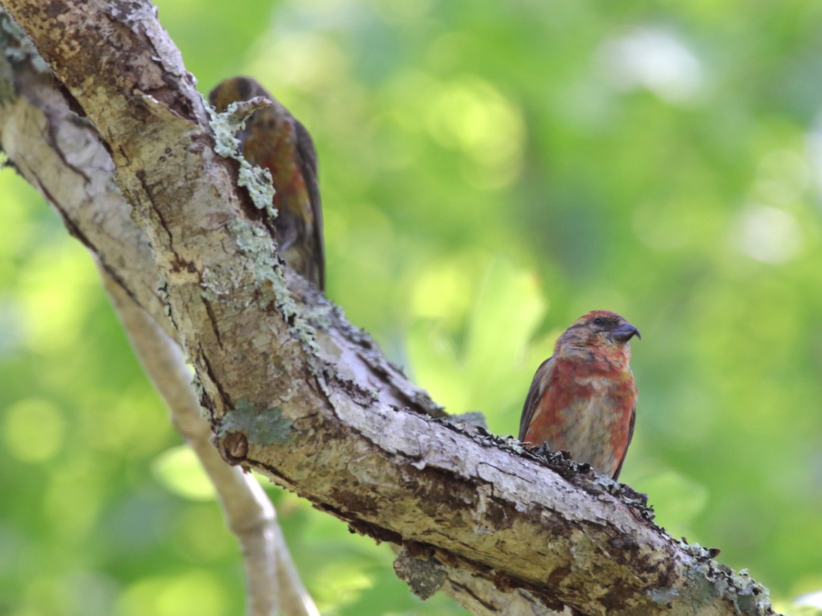 Red Crossbill - Jake McCumber