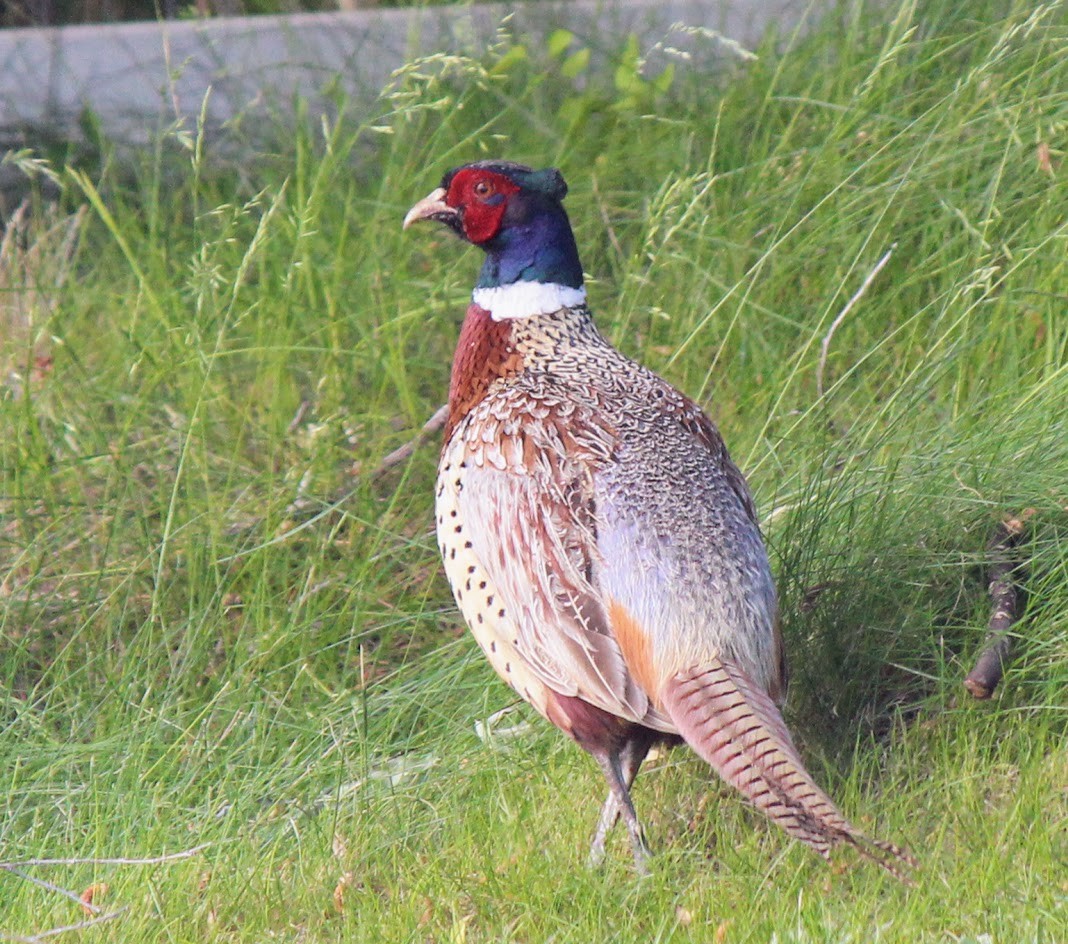 Ring-necked Pheasant - ML620575670