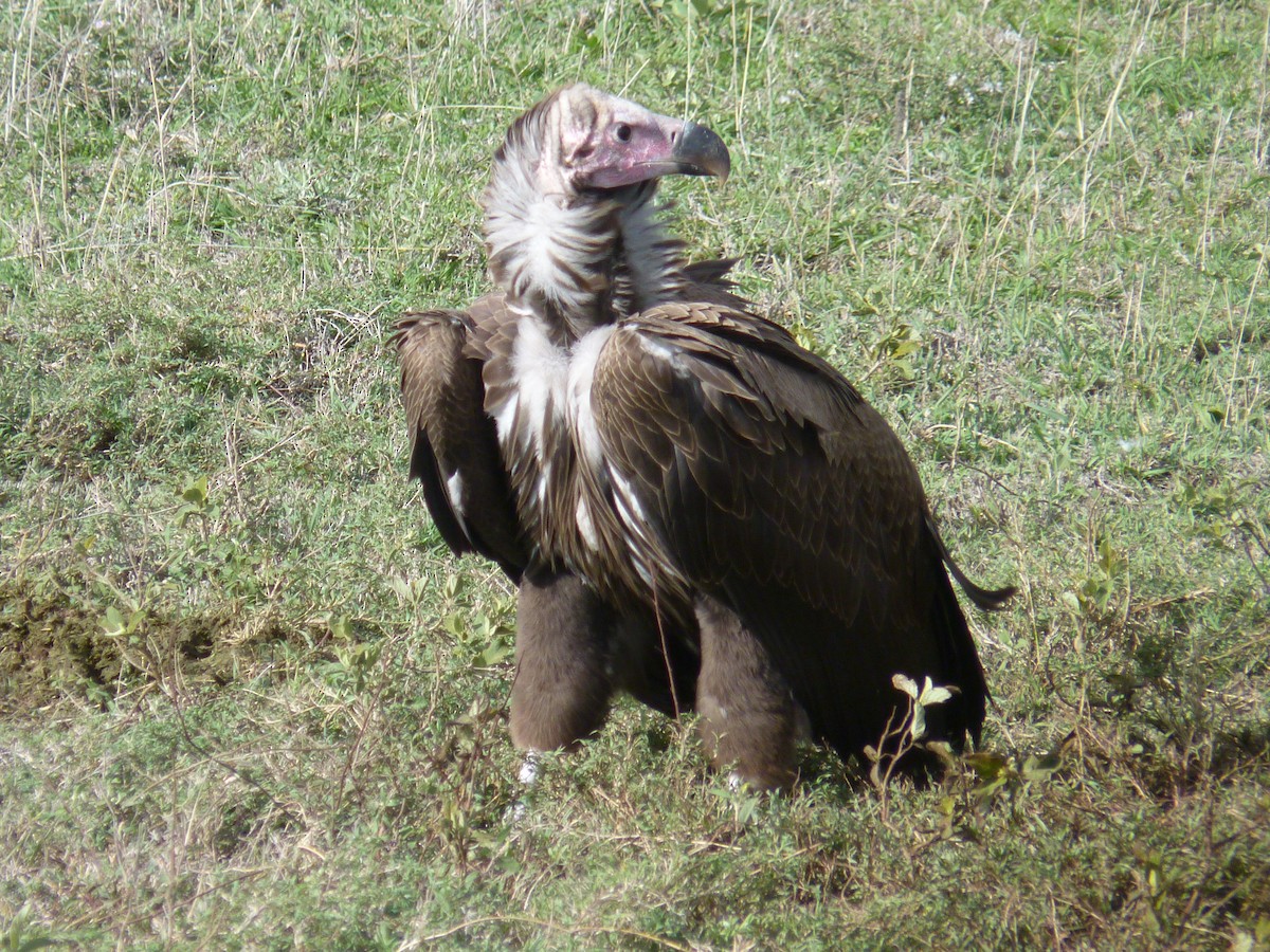 Lappet-faced Vulture - ML620575679