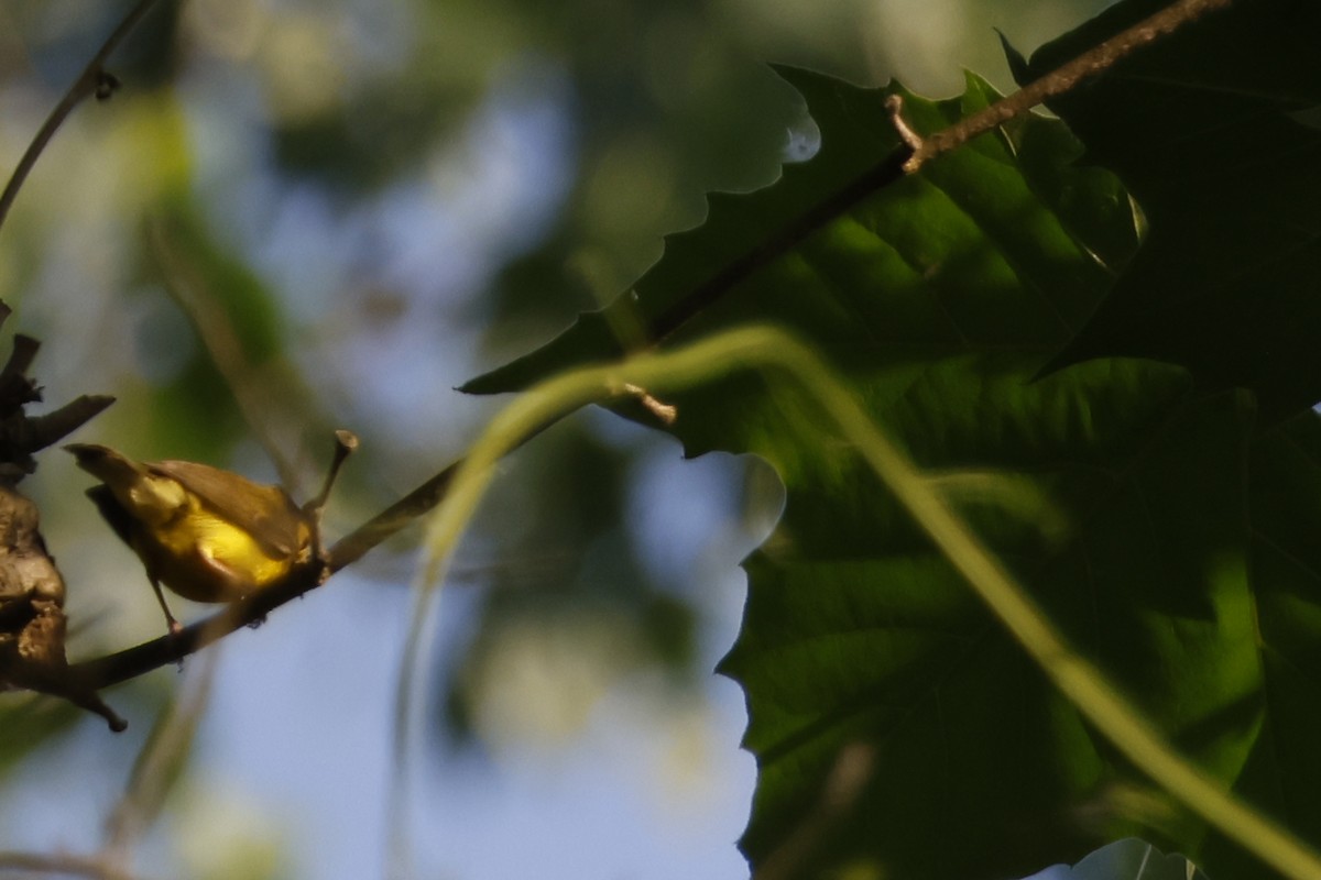 Hooded Warbler - ML620575687