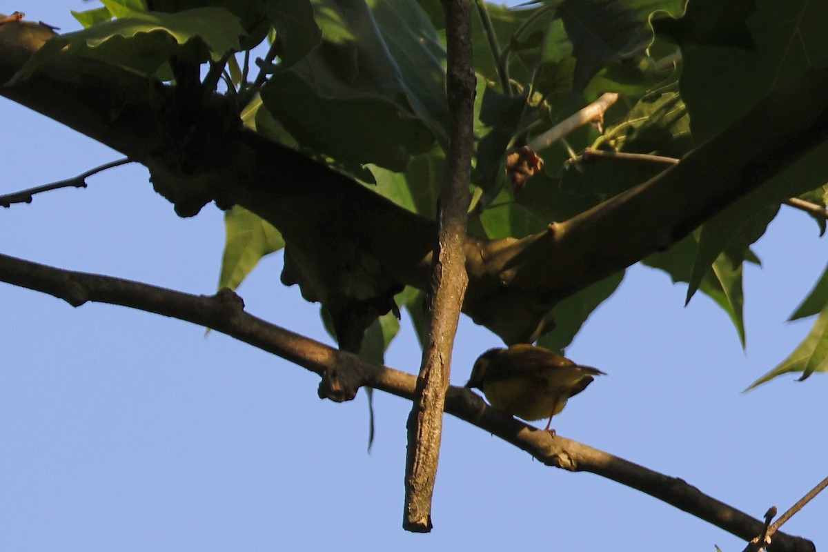 Hooded Warbler - ML620575689