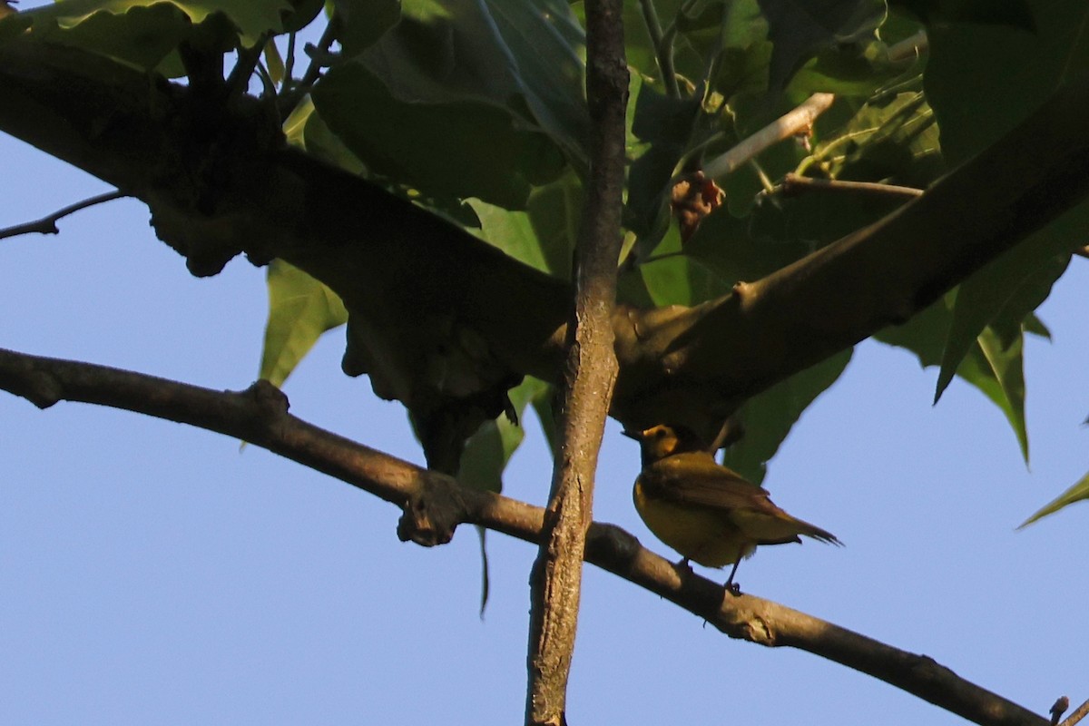 Hooded Warbler - ML620575690