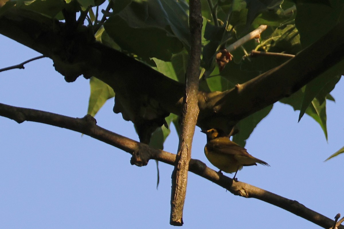 Hooded Warbler - ML620575691