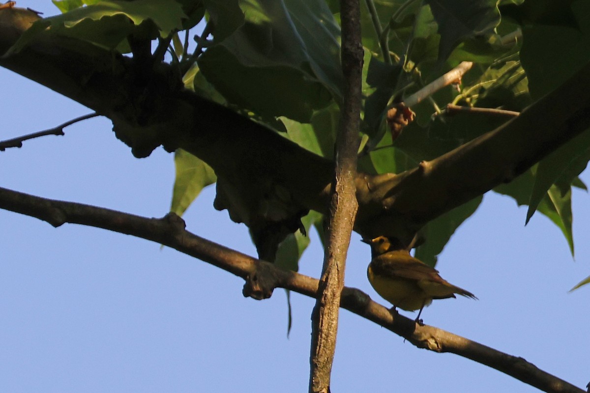 Hooded Warbler - ML620575692