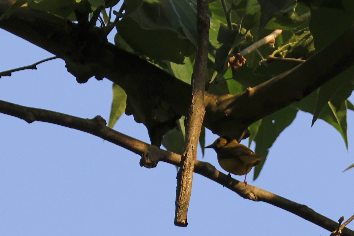 Hooded Warbler - ML620575693