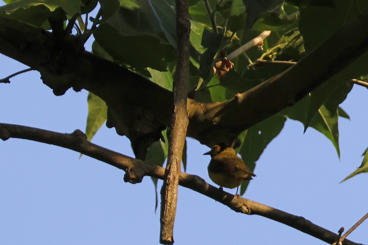 Hooded Warbler - Larry Therrien