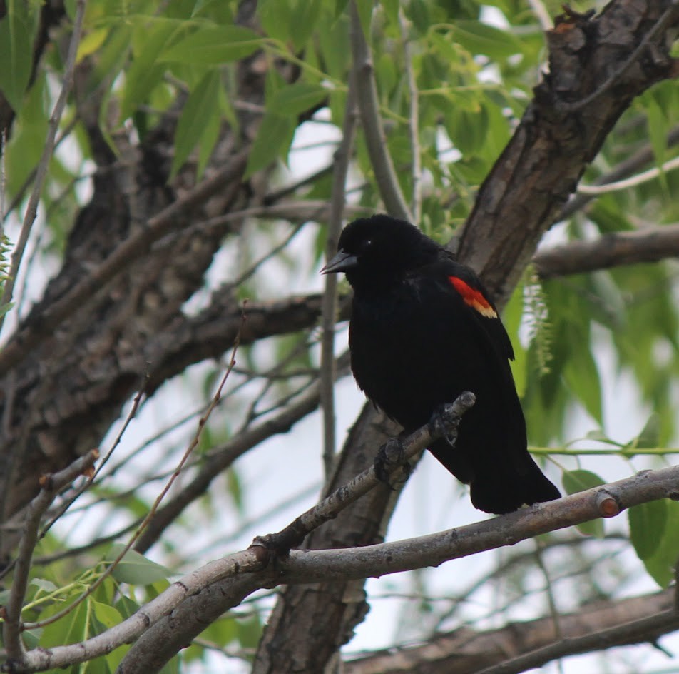 Red-winged Blackbird - ML620575699