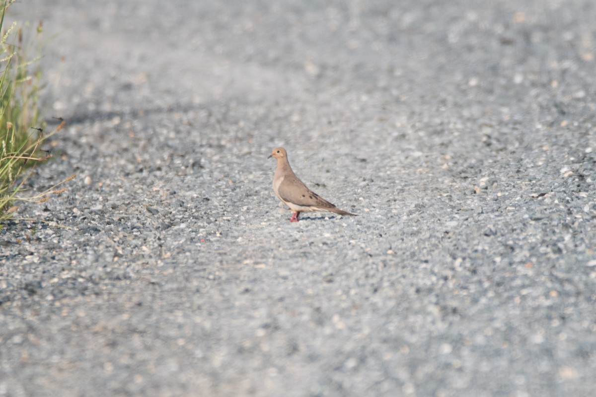 Mourning Dove - C  Thorn