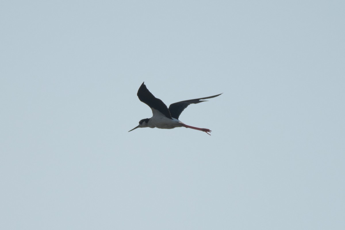 Black-necked Stilt - ML620575714