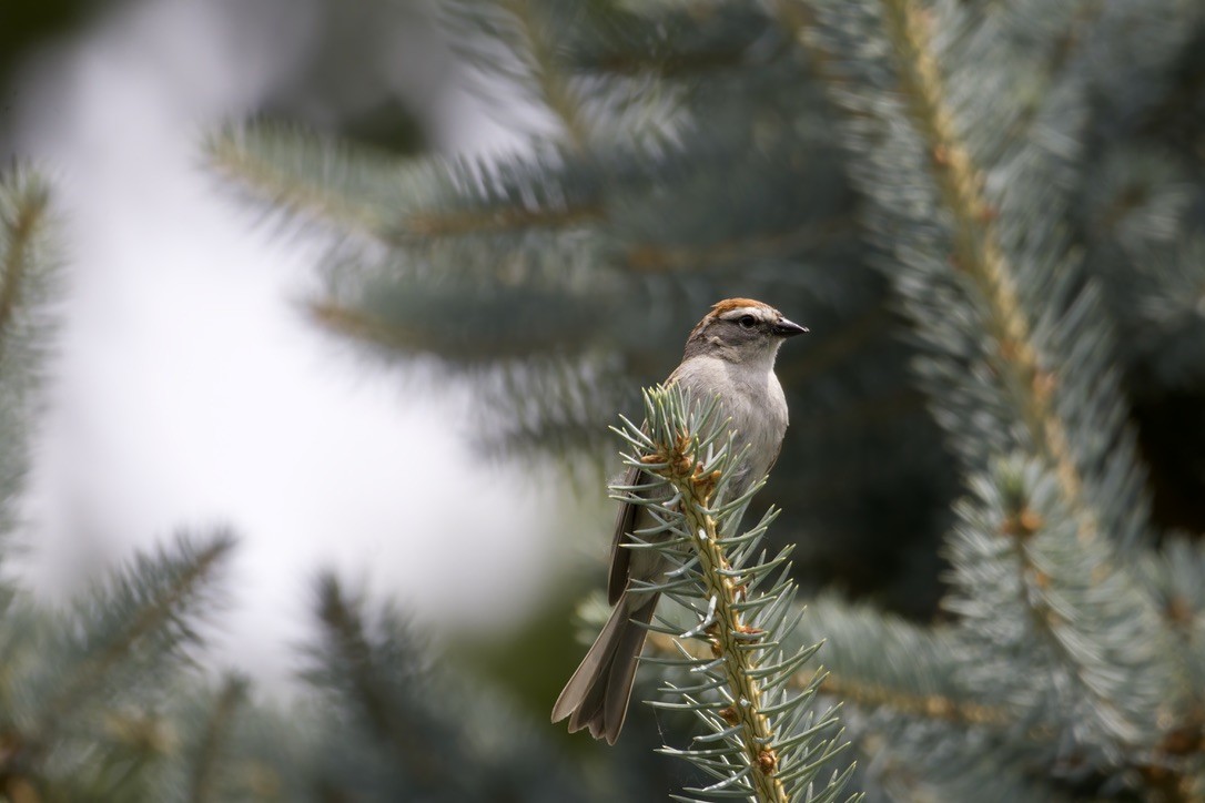 Chipping Sparrow - ML620575721