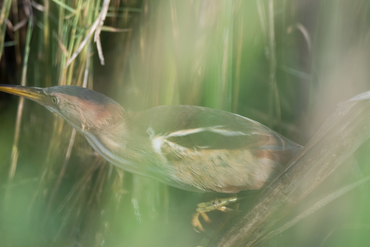 Least Bittern - ML620575727