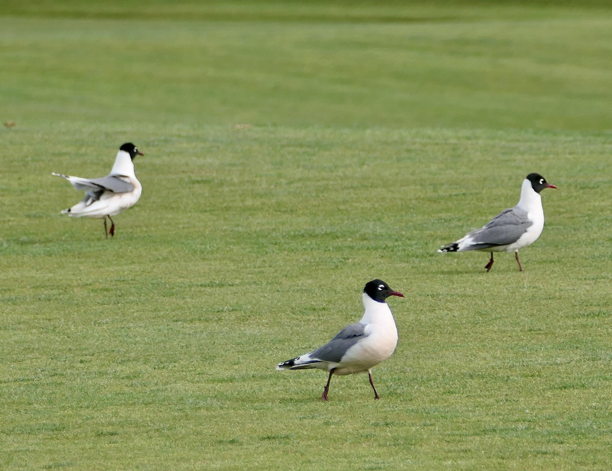 Franklin's Gull - ML620575728