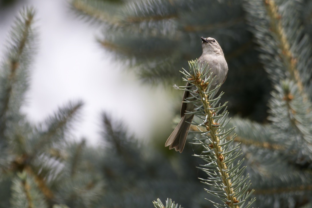 Chipping Sparrow - ML620575729