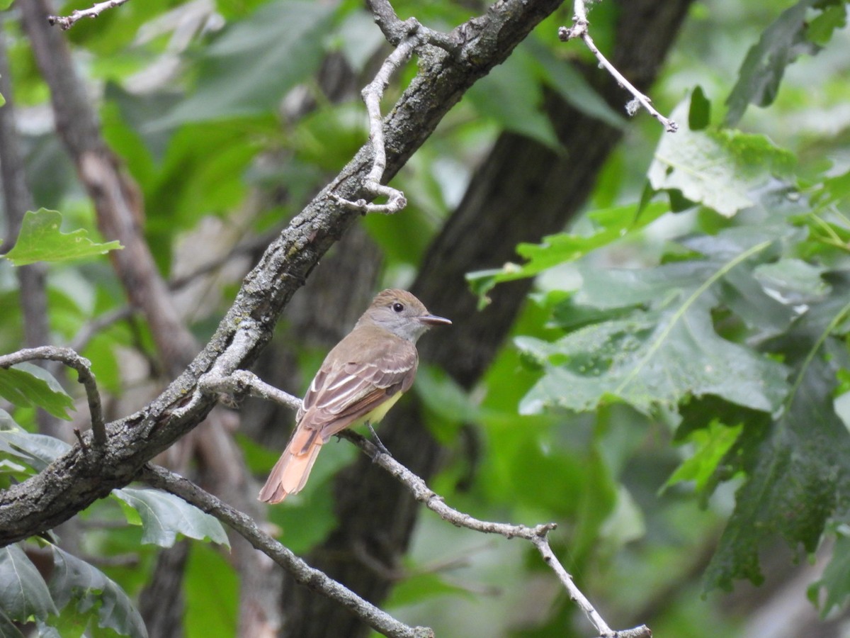 Great Crested Flycatcher - ML620575730